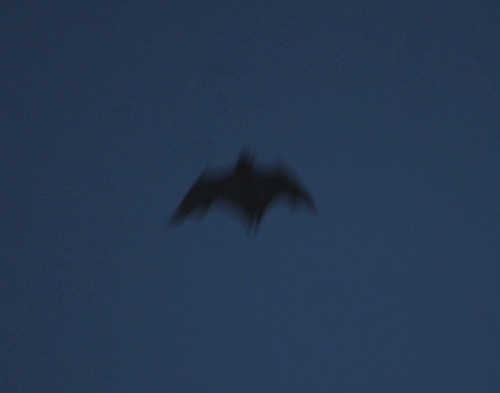Straw-coloured Fruit Bat