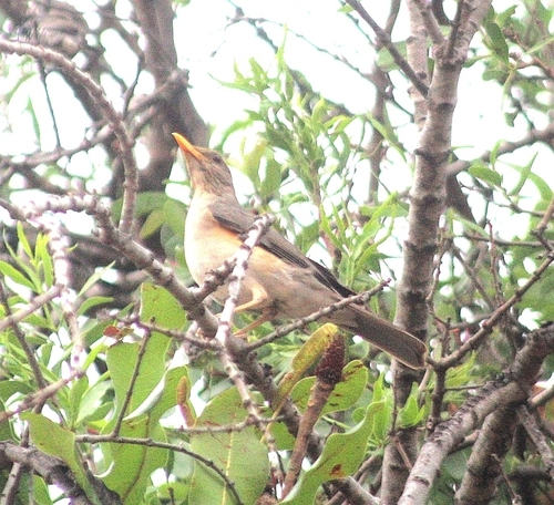 African Thrush