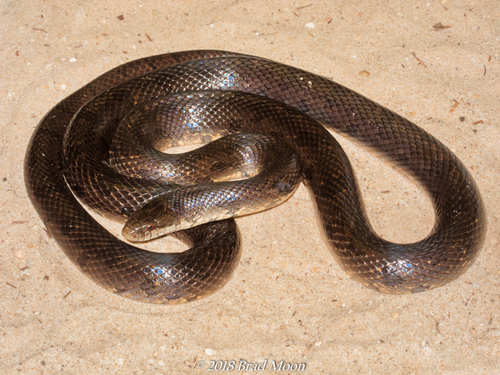 Prairie Kingsnake