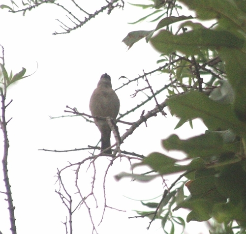 Northern Grey-headed Sparrow