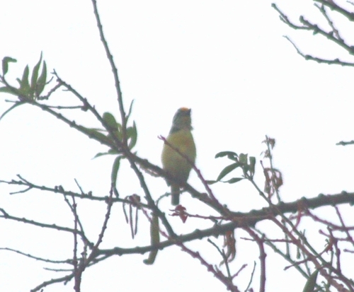 Yellow-fronted Tinkerbird