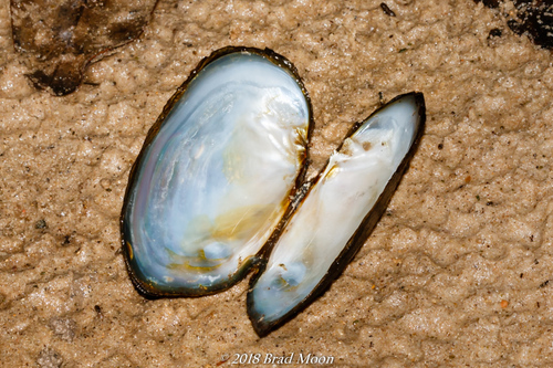 Louisiana Pearlshell
