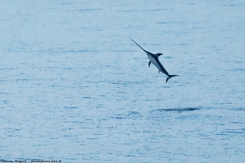 Broadbill Swordfish