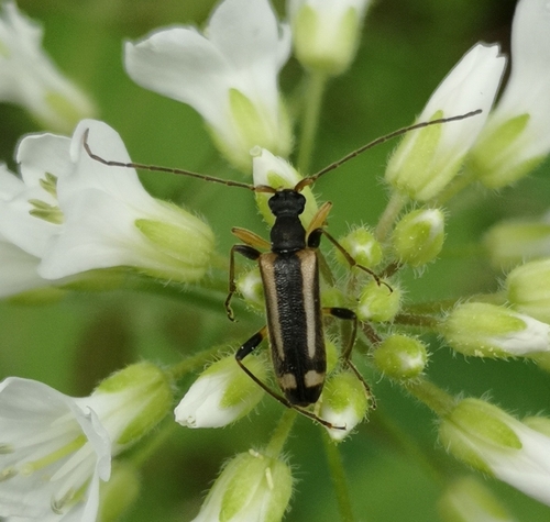 Pidonia signifera