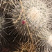 Mammillaria geminispina - Photo (c) lauraestela, kaikki oikeudet pidätetään