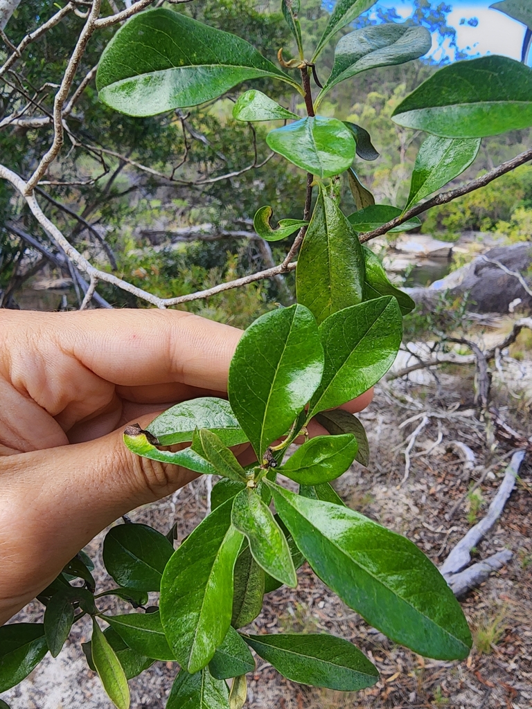 plants from Mareeba QLD 4880, Australia on May 28, 2023 at 0316 PM by