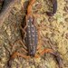 Forest Thicktail Scorpions - Photo (c) Artur Tomaszek, all rights reserved, uploaded by Artur Tomaszek