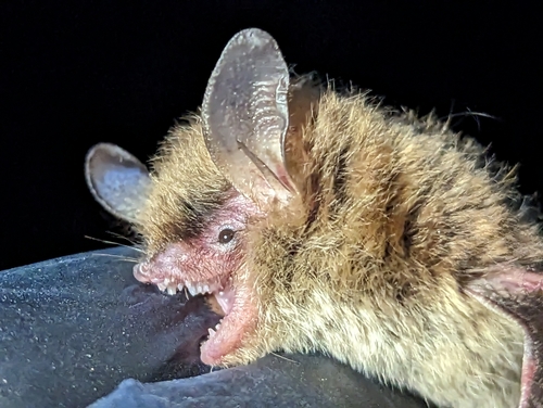Northern Myotis
