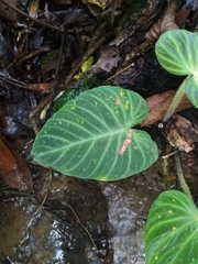 Philodendron verrucosum image