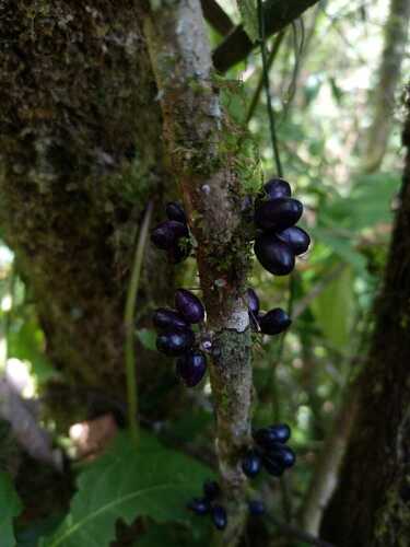 Cestrum schlechtendalii image