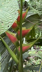 Heliconia wagneriana image