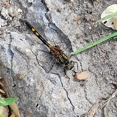 Leucorrhinia intermedia