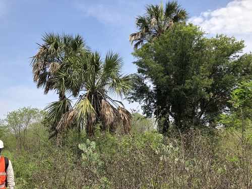 Mexican Palmetto