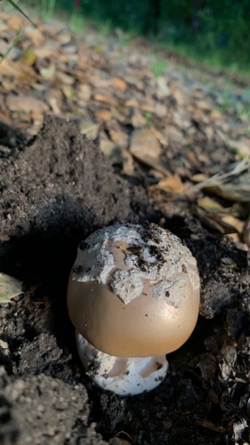 iNaturalist observation photo of springtime amanita