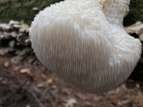 lion's-mane mushroom