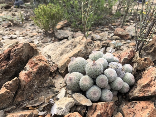 Epithelantha greggii