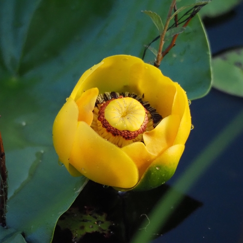 Nuphar polysepala