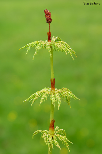 Equisetum sylvaticum