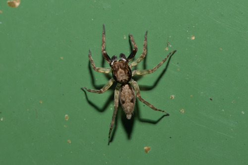 Mintonia