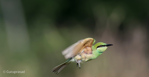 Asian Green Bee-eater