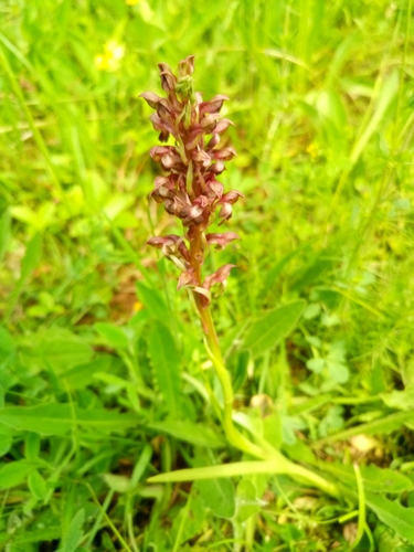 Bug Orchid