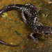 Cow Knob Salamander - Photo (c) captainjack0000, all rights reserved, uploaded by captainjack0000