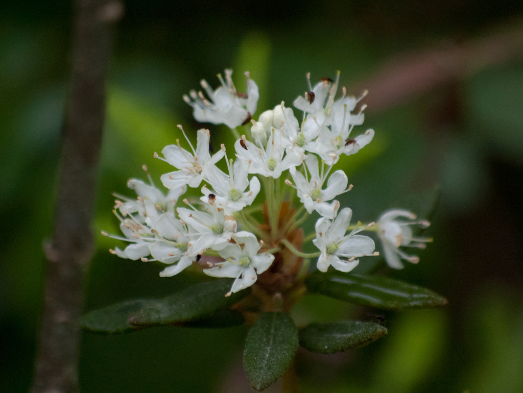 what eats bog labrador tea