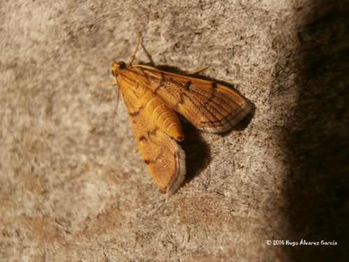 Bean-leaf Webworm Moth