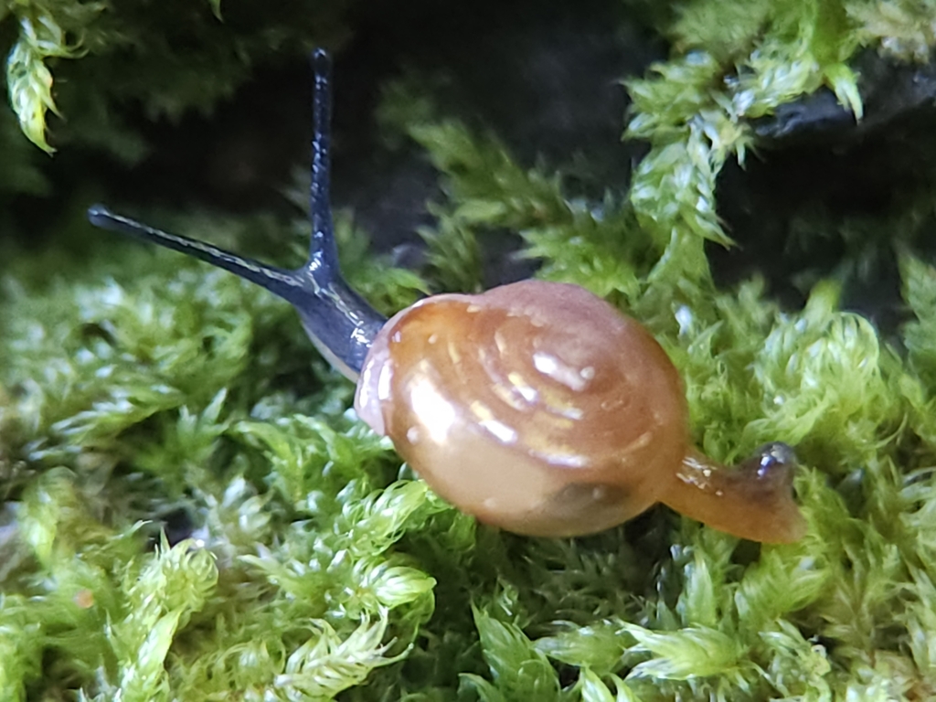 Common Land Snails And Slugs From Lamb Range Qld 4870 Australia On May