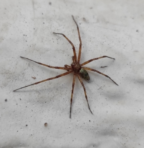 Philodromus lunatus