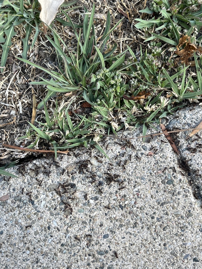 Immigrant Pavement Ant from Medford Ave, Redwood City, CA, US on May 29 ...