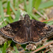 Wild Indigo Duskywing - Photo (c) Brad Moon, all rights reserved, uploaded by Brad Moon