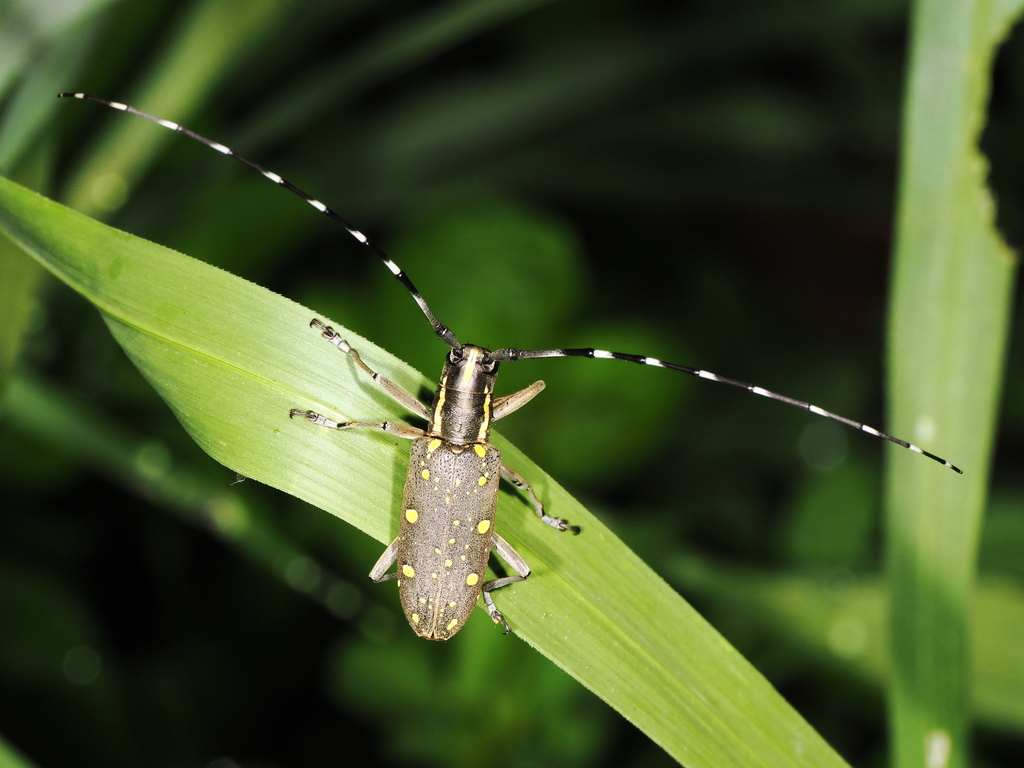 Yellow-spotted Longicorn Beetle from Taichung, Taichung, Taiwan on May ...