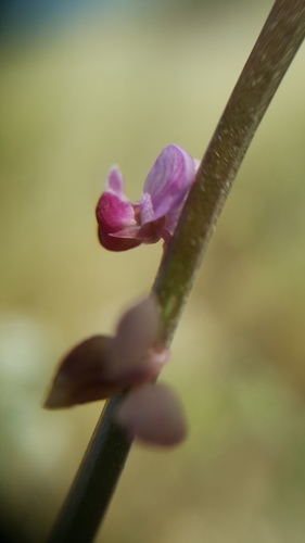 Pteromonnina pterocarpa