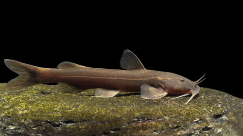 Glyptothorax annandalei · iNaturalist United Kingdom