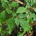 Pilea aquarum - Photo (c) greenlapwing, all rights reserved, uploaded by greenlapwing