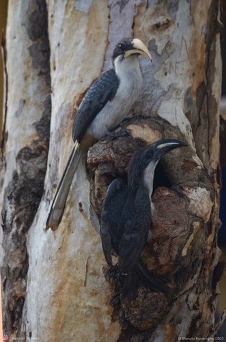 Sri Lanka Grey Hornbill