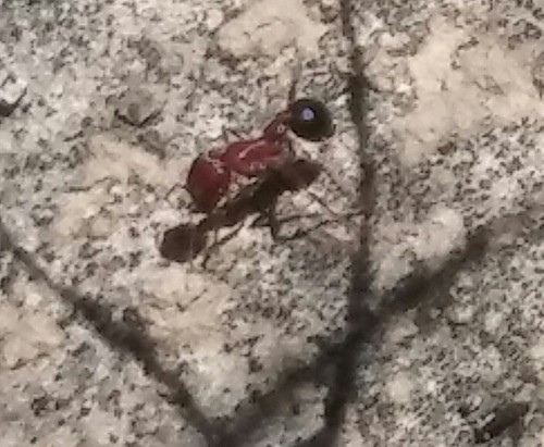 Bicolored Harvester Ant