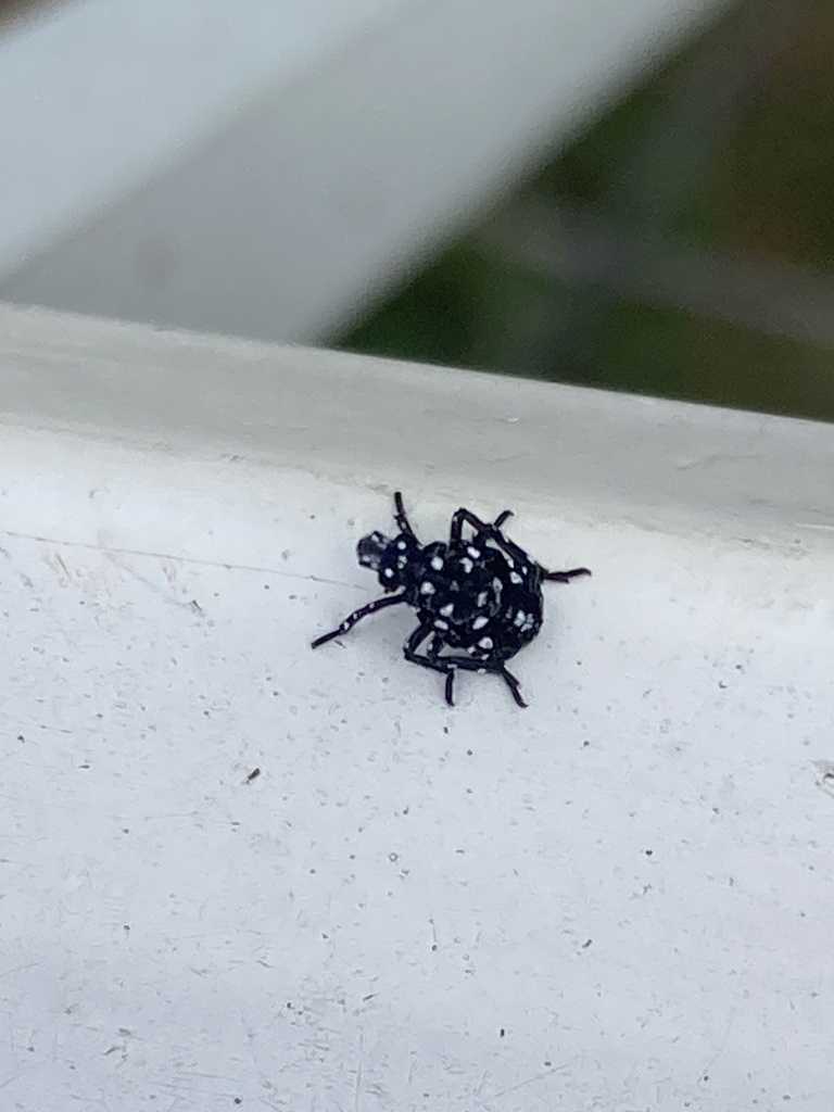 Spotted Lanternfly from Marguerite Rd, Latrobe, PA, US on May 29, 2023