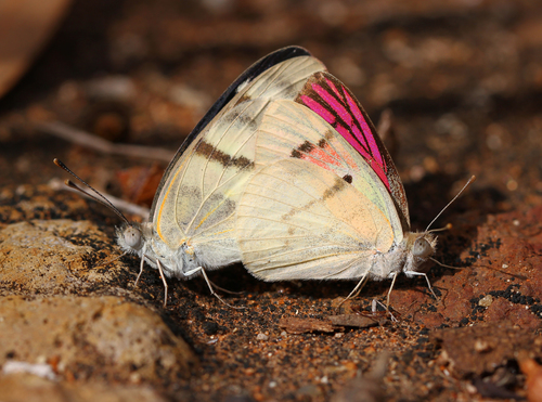 Malagasy Lilac Tip