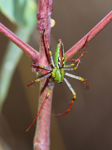 Madagascar Green Lynx Spider