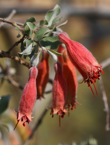 Combretum grandidieri