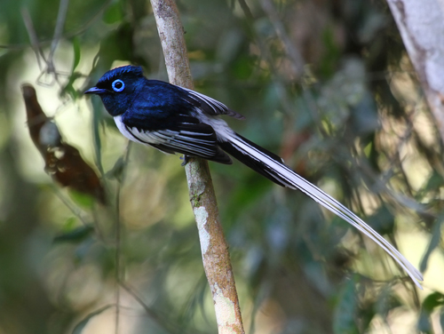 Malagasy Paradise-Flycatcher