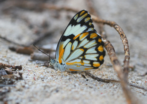 Belenois grandidieri