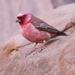 Peito-Rosado-Do-Sinai - Photo (c) Wild Chroma, todos os direitos reservados