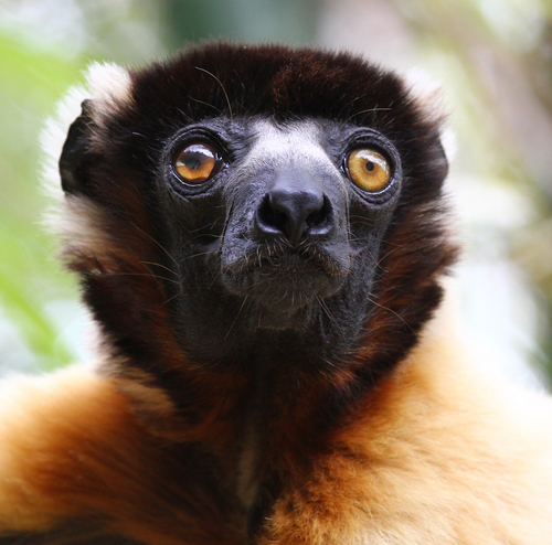 Crowned Sifaka