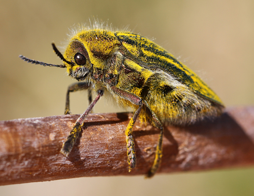 Julodis ehrenbergii · iNaturalist
