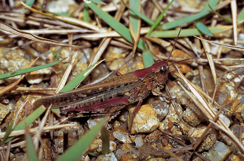 Epacromius