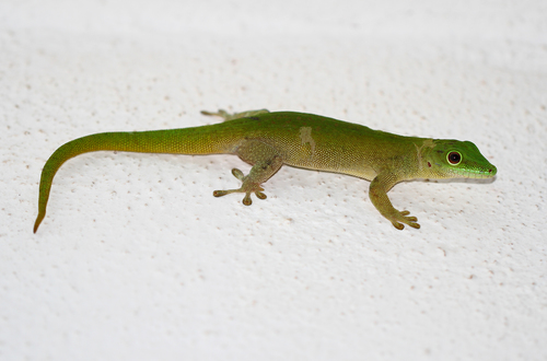 Koch's Giant Day Gecko