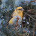 Red Crossbill - Photo (c) Wild Chroma, all rights reserved, uploaded by Wild Chroma